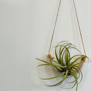 Hanging Air Plant Cradle in Gloss White Speckled Buff